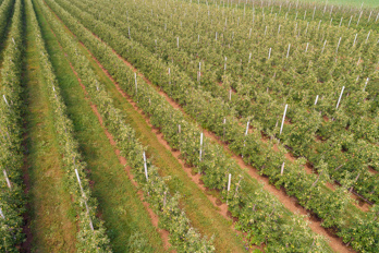 DJI_0299