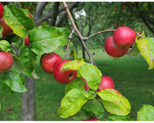 Apfelgarten