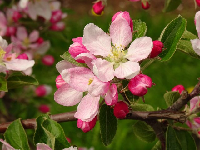 Apfelblüte