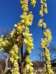 Corylopsis pauciflora oder chinensis Blüte klein