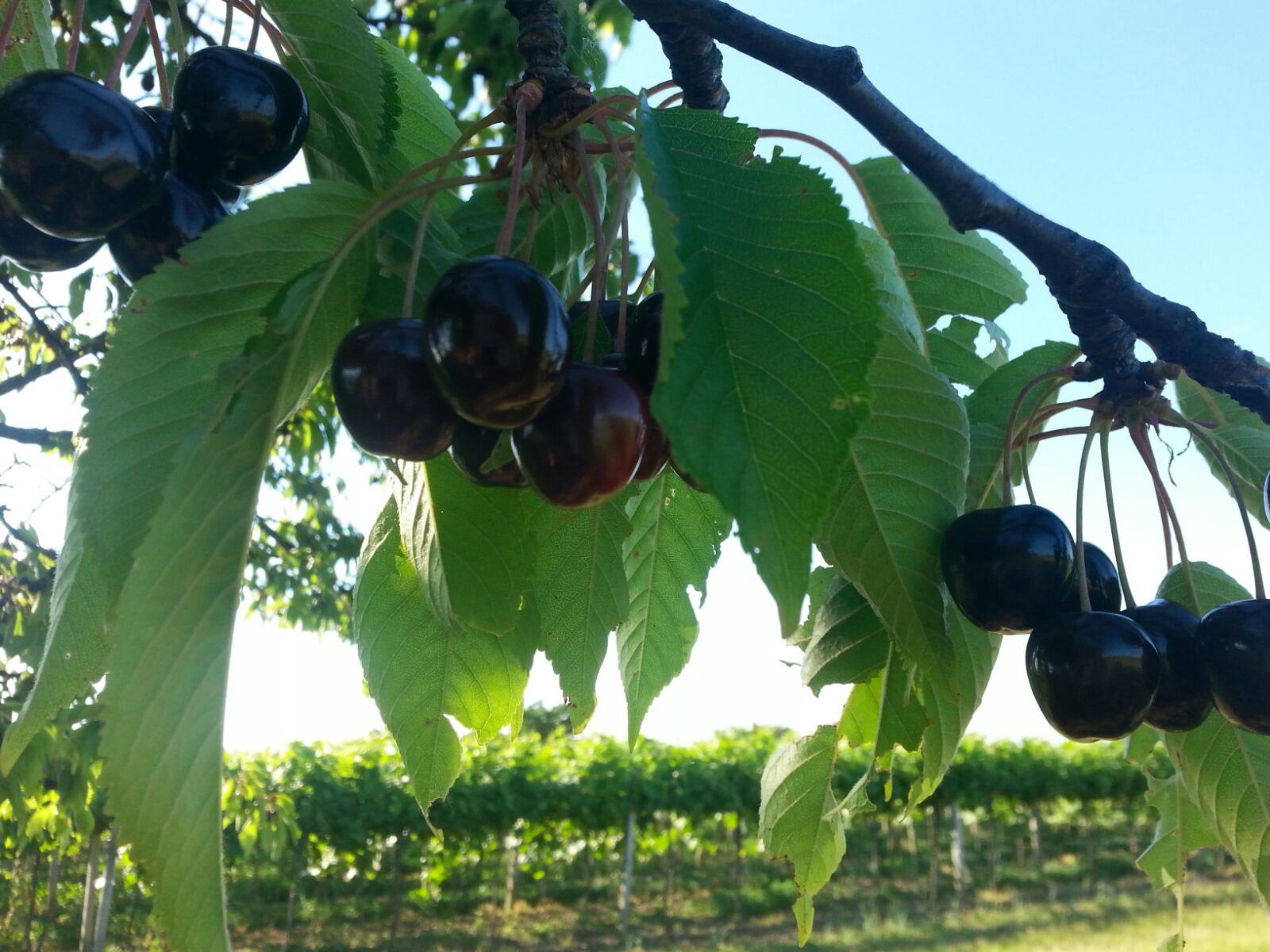Foto Kirschegarten mit reifen Kirschen