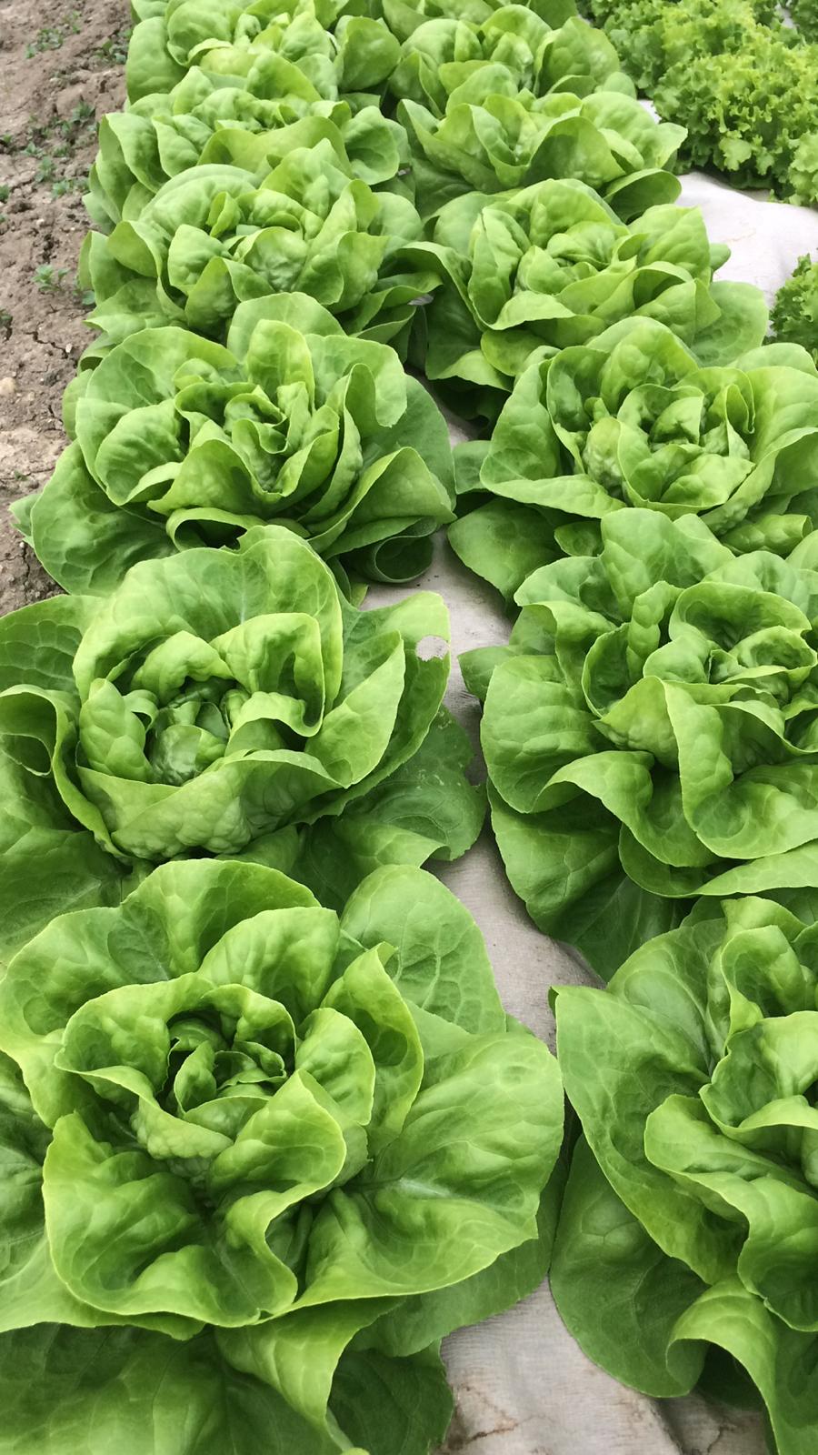 Häuptelsalat