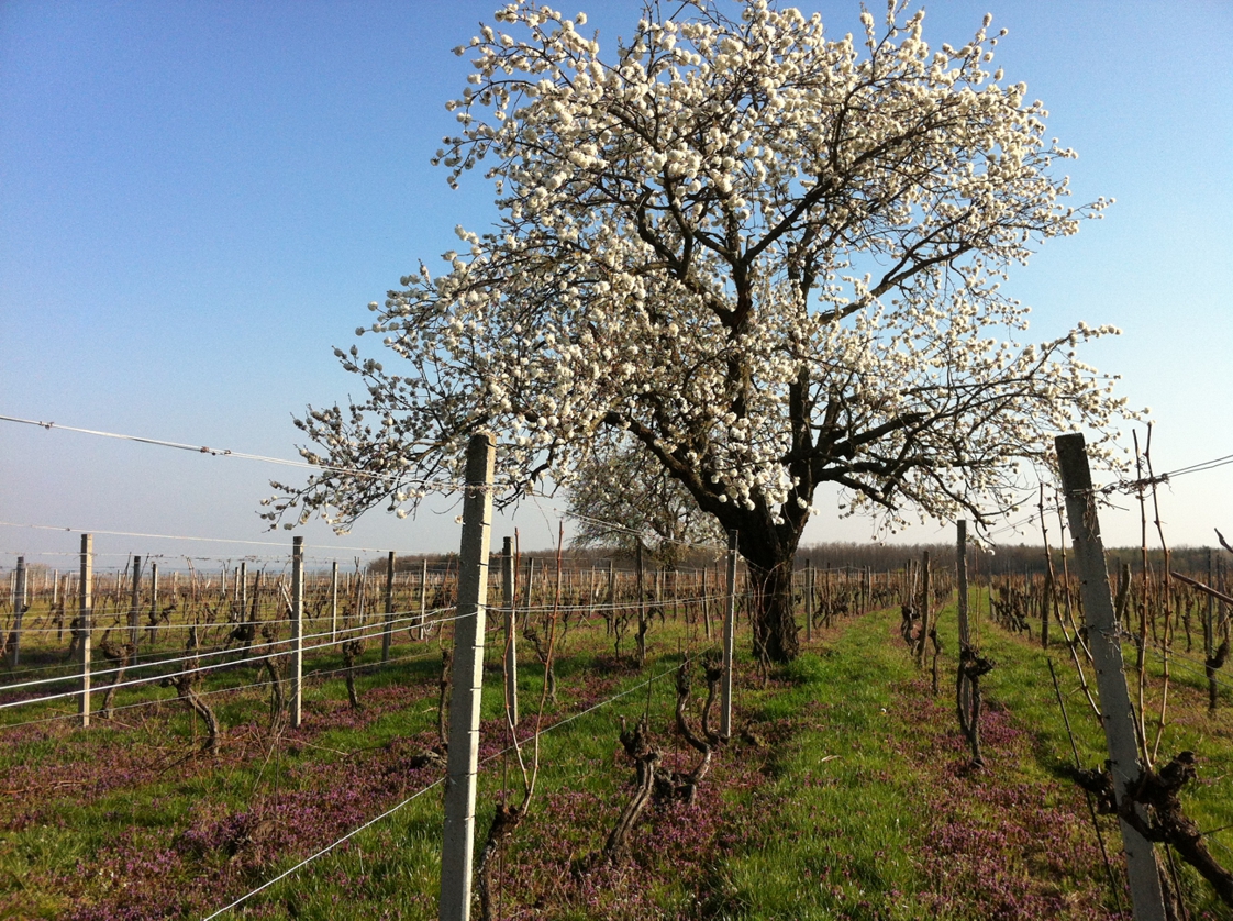 Rohrer_Kirschblüte 1906-Weingarten